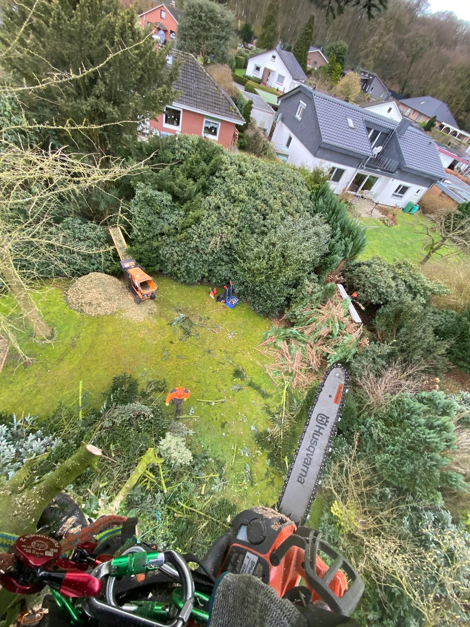 Baumpflegearbeiten hoch oben im Baum mit Kettensäge
