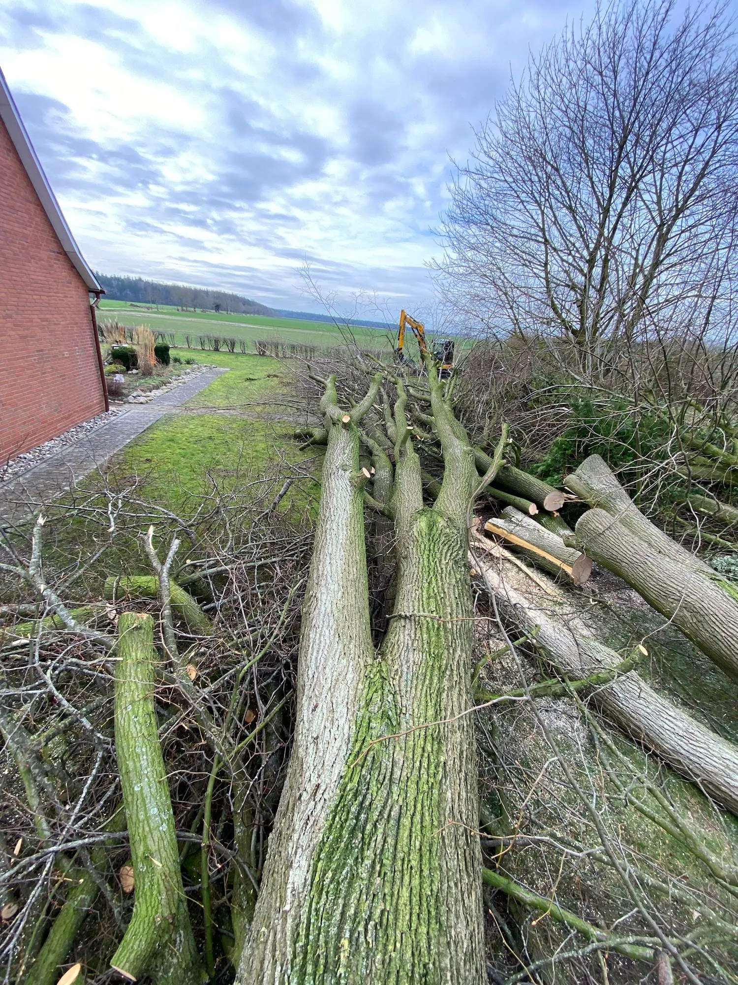 Großer gefällter Baum im Garten