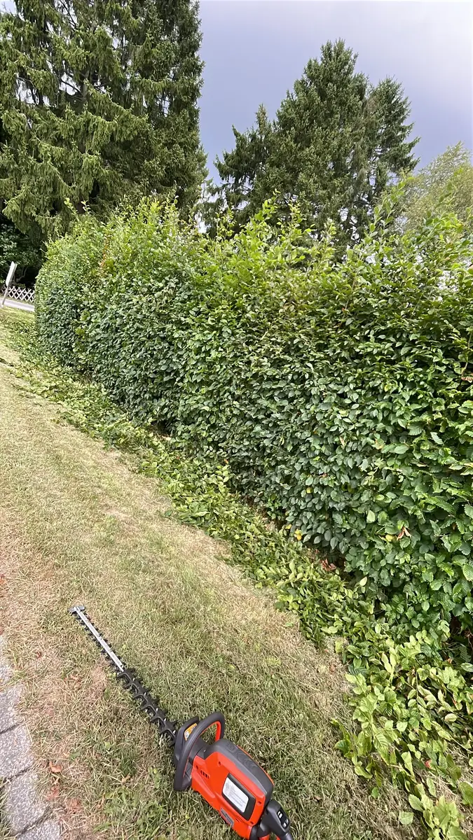 Frisch geschnittene Hainbuchenhecke