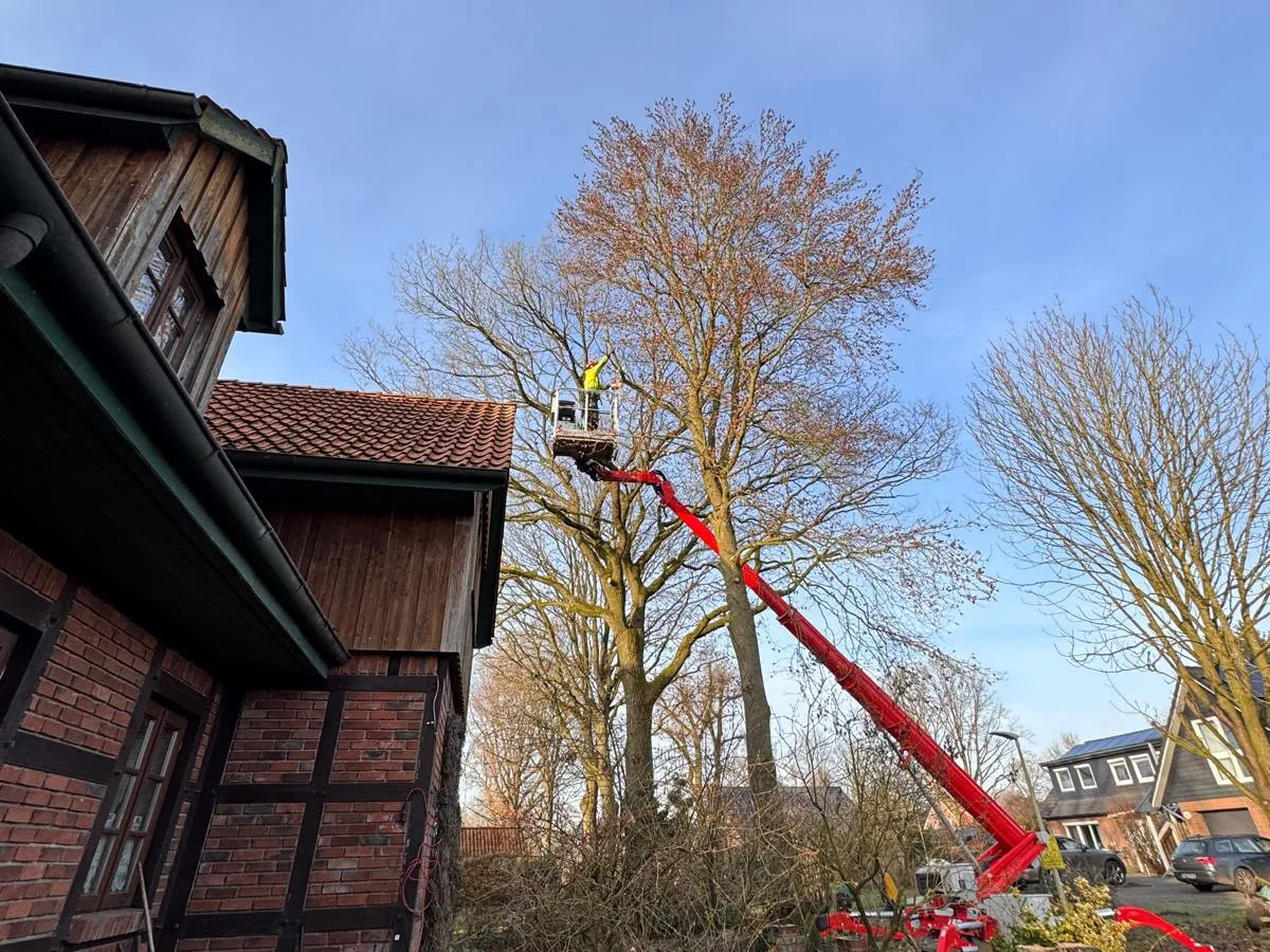 Baumpflege aus der Hubarbeitsbühne an einer Buche neben einem Fachwerkhaus in Geestland